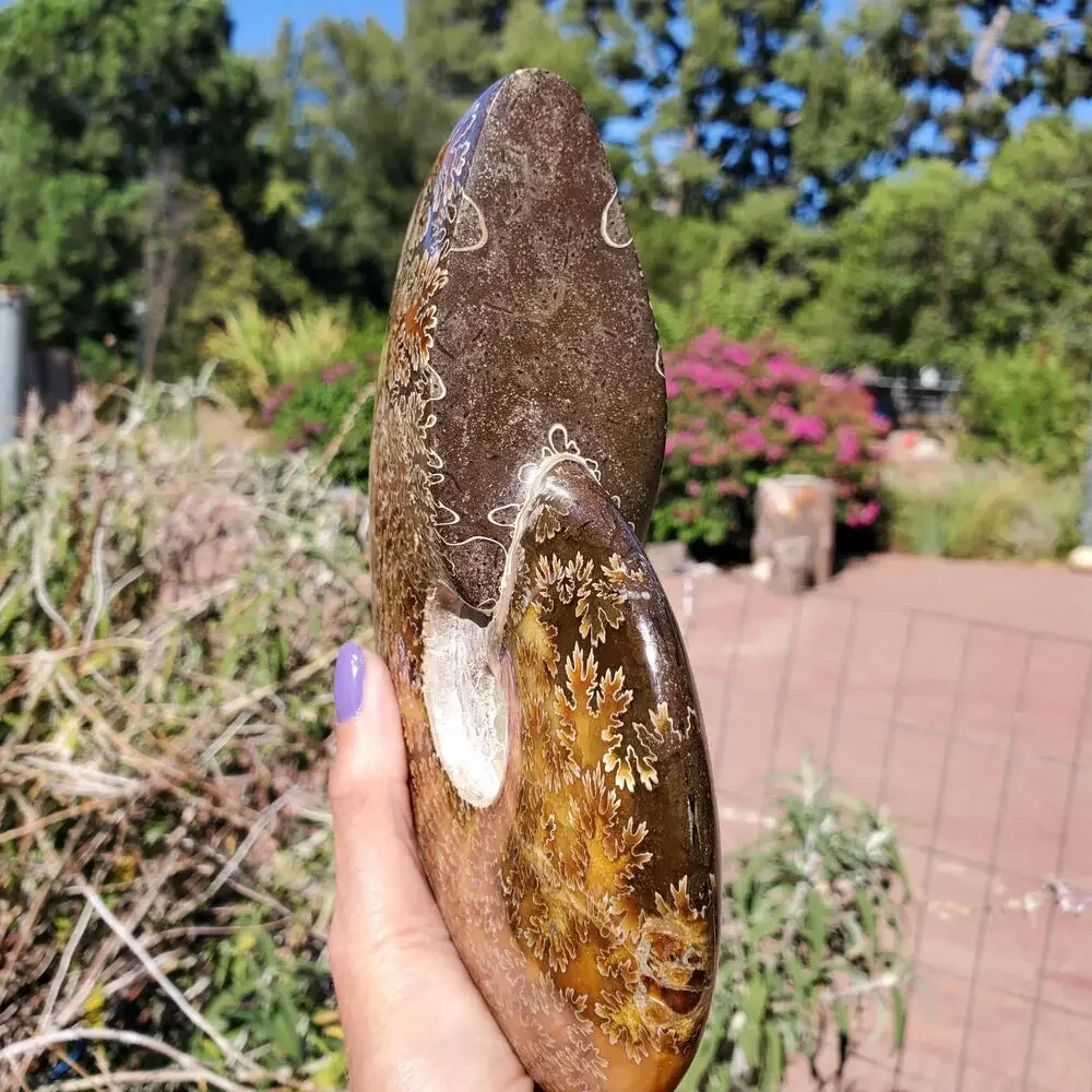 Large Cleoniceras Ammonite Masterfully Polished Fossil 1070 grams